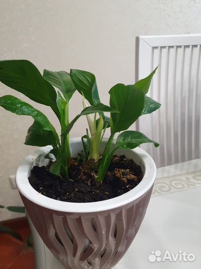 Женское счастье