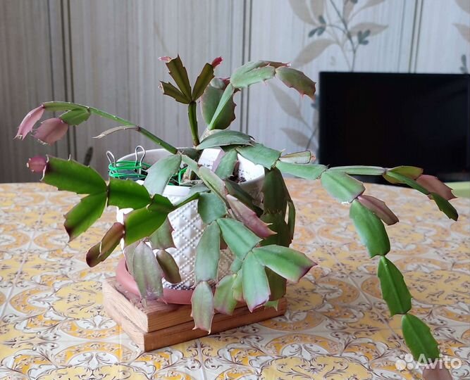 Цветок декабрист