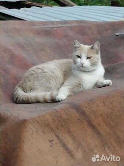 Кошка в дар бесплатно