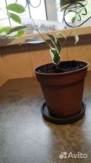 Фикус бенджамина. Укорененные отростки