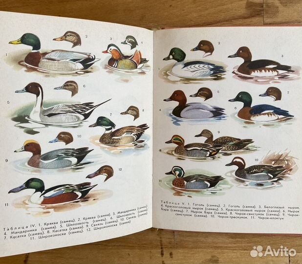 Восхитительные акварельные иллюстрации птиц в книг