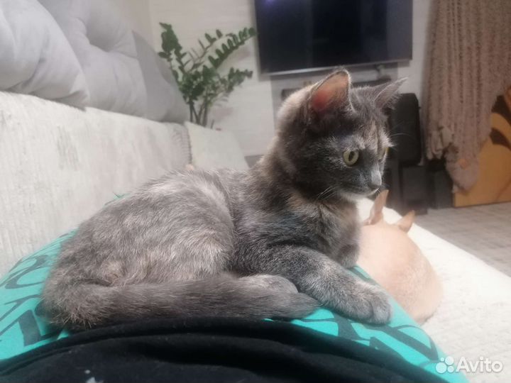 Кошка потеряшка