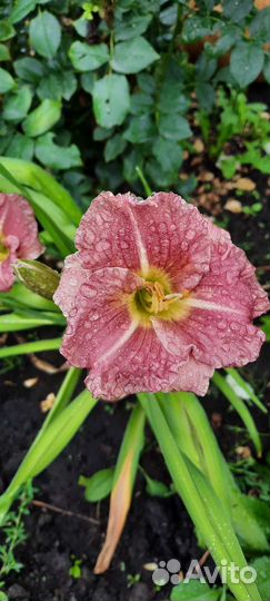 Продам лилейники