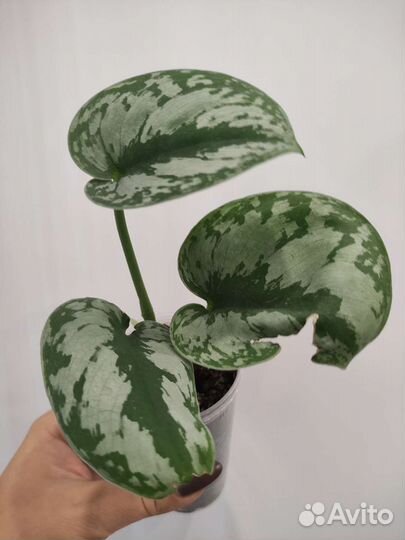 Сциндаптусы, эпипремиумы