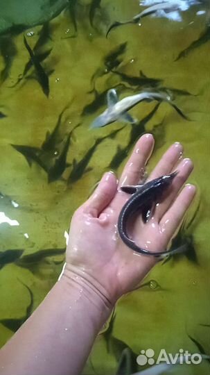 Малëк, рыбопосадочный материал