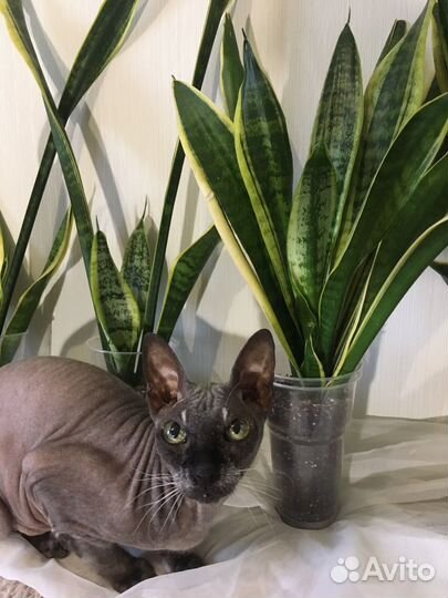 Сансевиерия