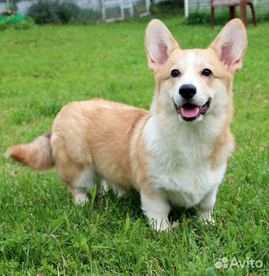 Очаровательный мальчик с хвостиком ждет родителей