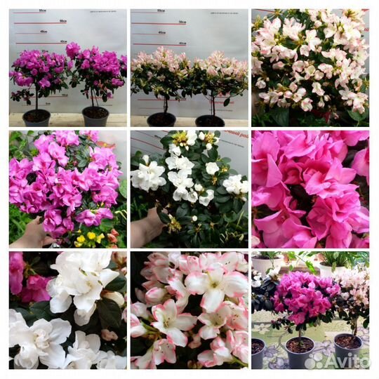 Комнатные растения в ассортименте