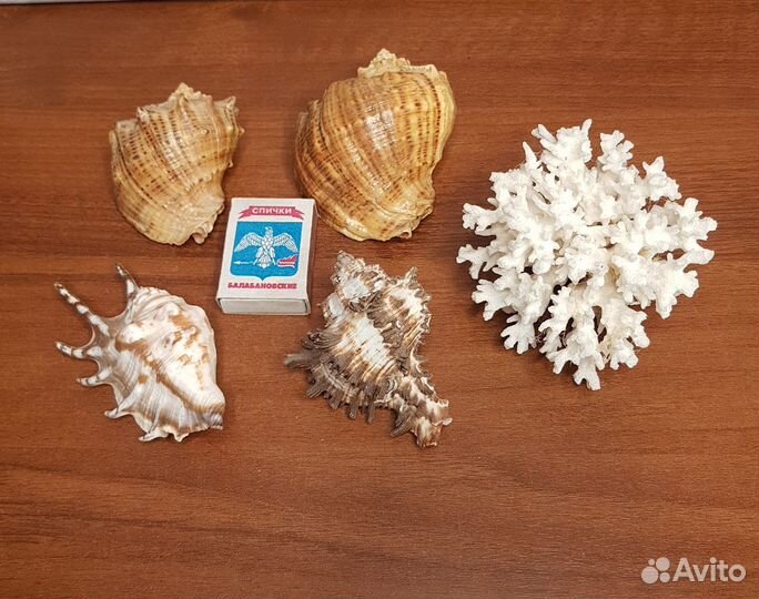 Морские кораллы, ракушки для аквариума