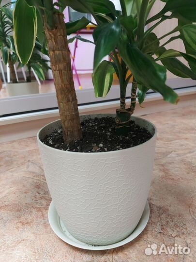 Драцена еллоу коаст