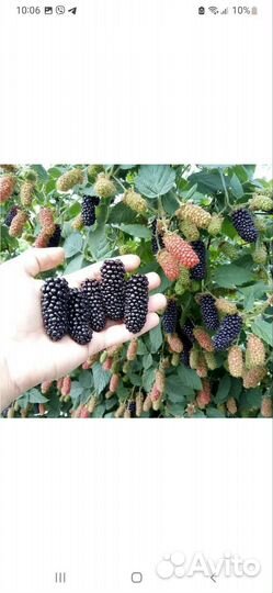 Ежевика, Крыжовник, Малина, саженцы новинки