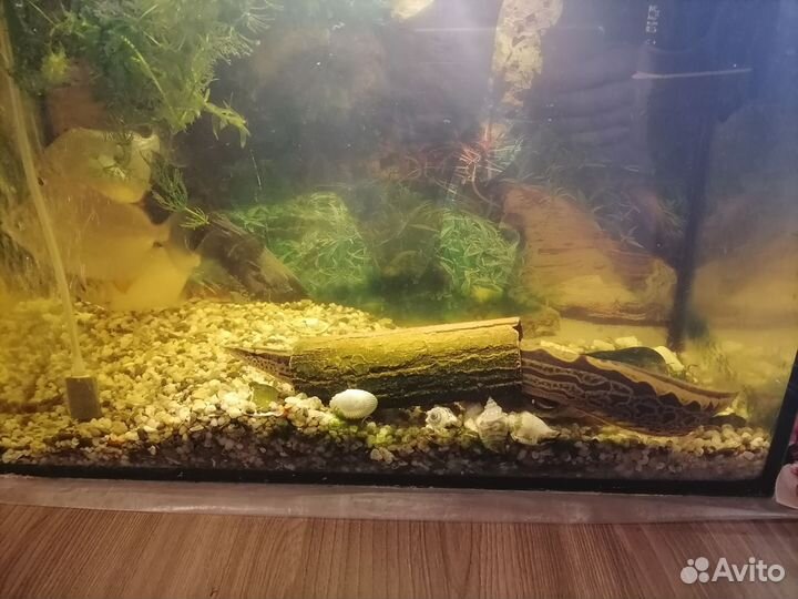 Макрагнатус - аквариумная рыа