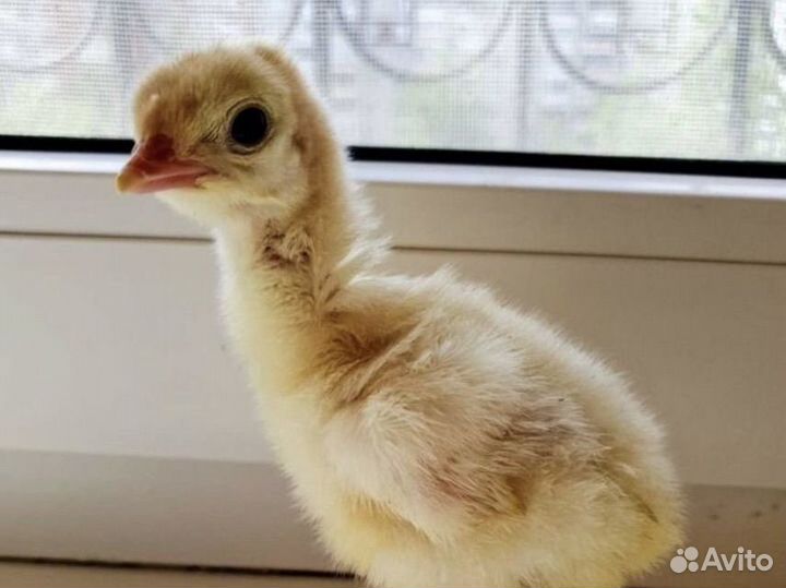 Индюшата хайбрид конвертер