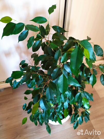 Фикус бенджамина