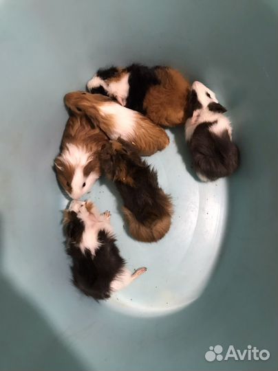 Морская свинка: маленькие и средние