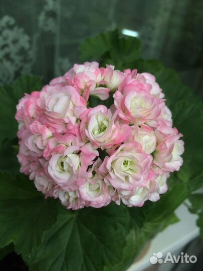 Пеларгония герань сортовая April Snow