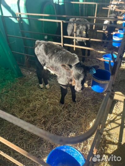 Телята бычки скот с доставкой до двора