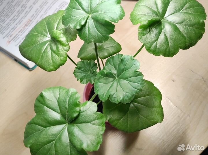 Пеларгония герань