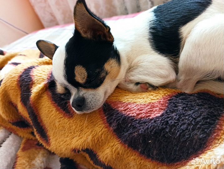 Вязка чихуахуа