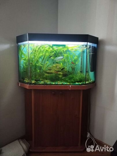 Аквариум