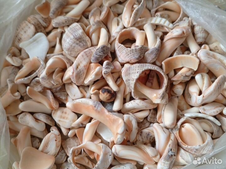 Морские ракушки раковины