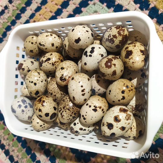 Яйца перепелиные