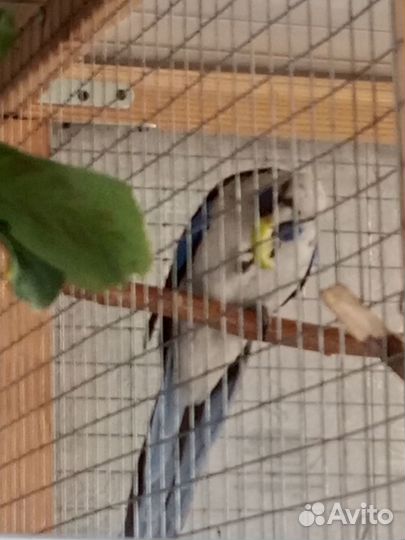 Розелла пинантная пара