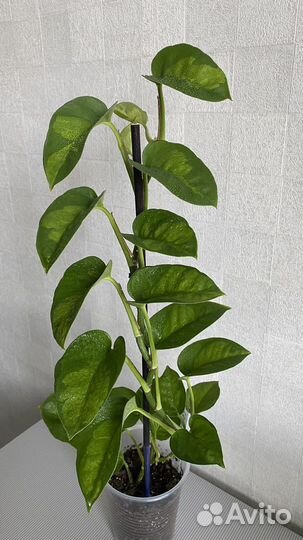 Эпипремнум глобал грин, эмеральд и золотистый