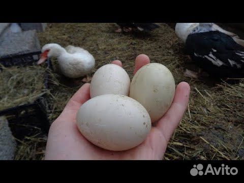 Инкубационное яйцо мускусной индоутки