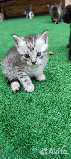 Котёнок (мальчик) 2 месяца в добрые руки