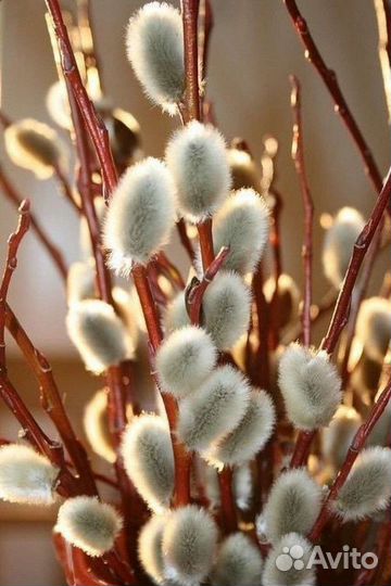 Ивы размаринолистная и ломкая