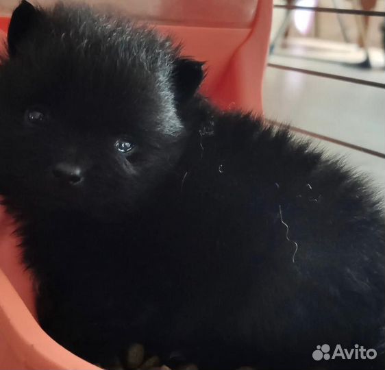 Померанский шпиц мини