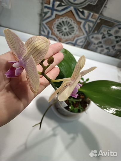 Орхидея фаленопсис