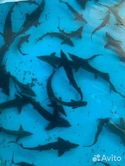 Царь рыба, малек для зарыбления