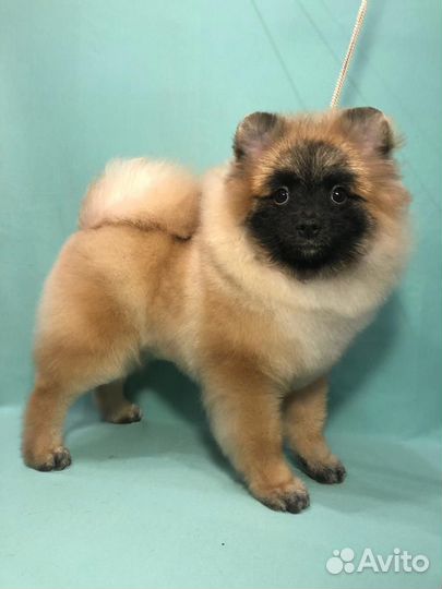 Шпиц щенок мальчик