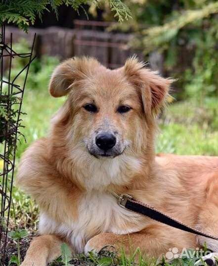 Щенок в дар