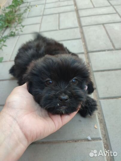 Щенки пекинеса бесплатно