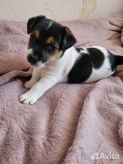 Джек Рассел терьер