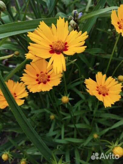 Многолетние садовые растения