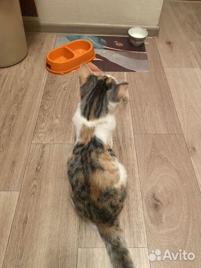 Кошечка 4 месяца
