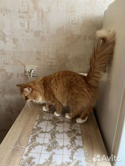 Рыжий котик в добрые руки