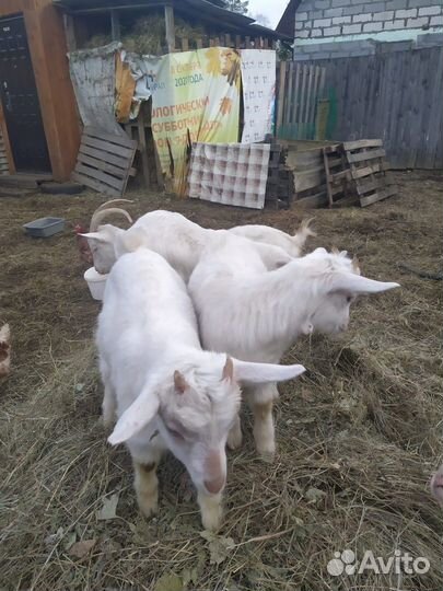 Козы и козлята продажа