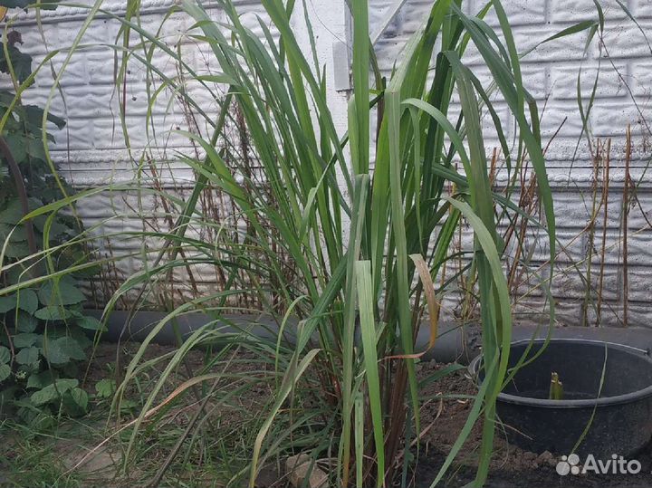 Лаванда, лемонграсс