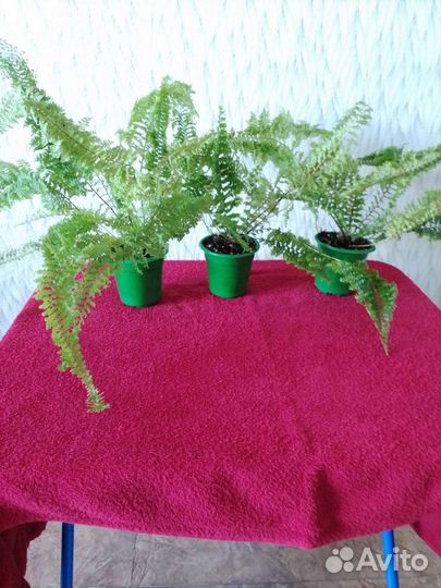 Nephrolepis Fluffy Ruffles