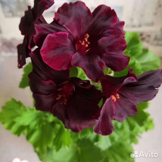 Пеларгония герань