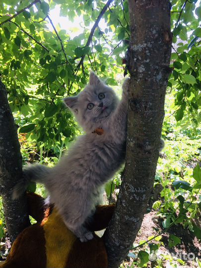 Британская кошка
