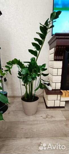 Замиокулькас (Долларовое дерево)