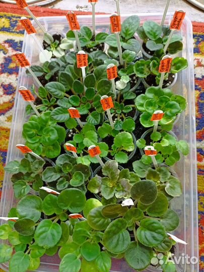 Сортовые фиалки