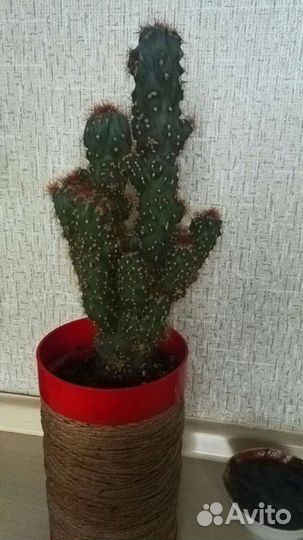 Кактус цереус перуанский