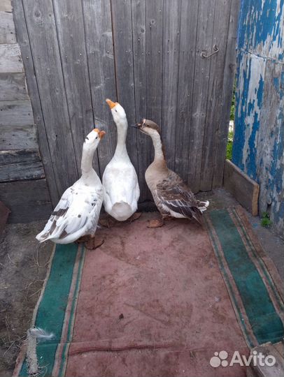 Продам гусей